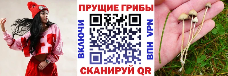 Псилоцибиновые грибы Psilocybe Янаул