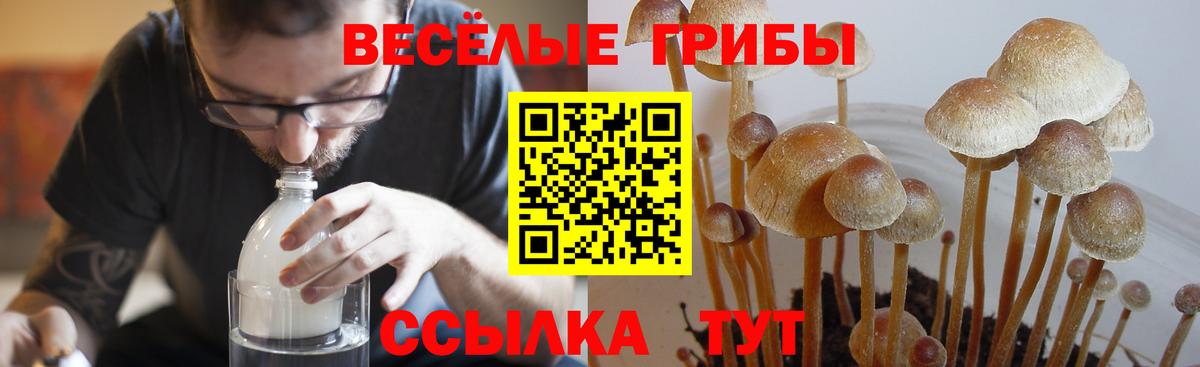 Янаул  Псилоцибиновые грибы MAGIC MUSHROOMS  Вход с VPN 